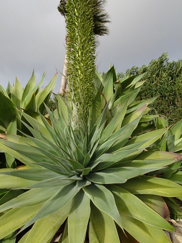 Агава оттянутая - Agave attenuata