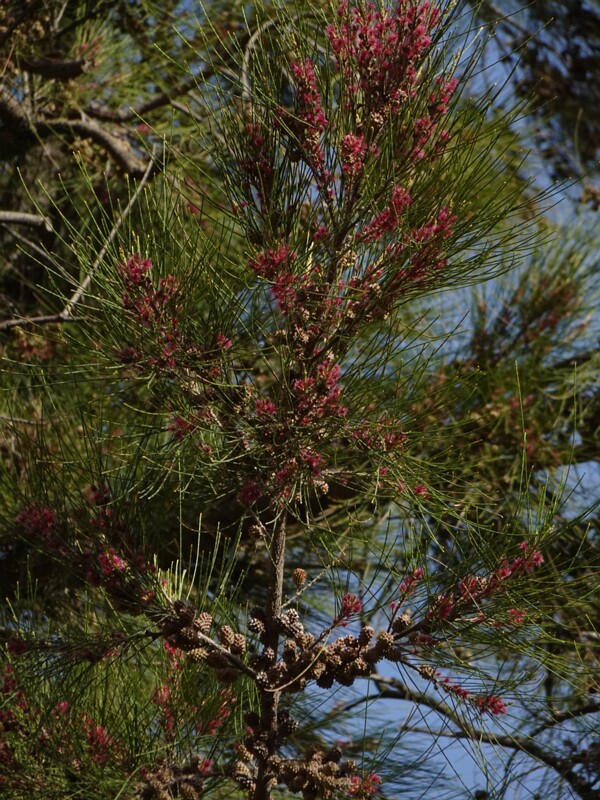 Аллоказуарина мутовчатая - Allocasuarina verticillata