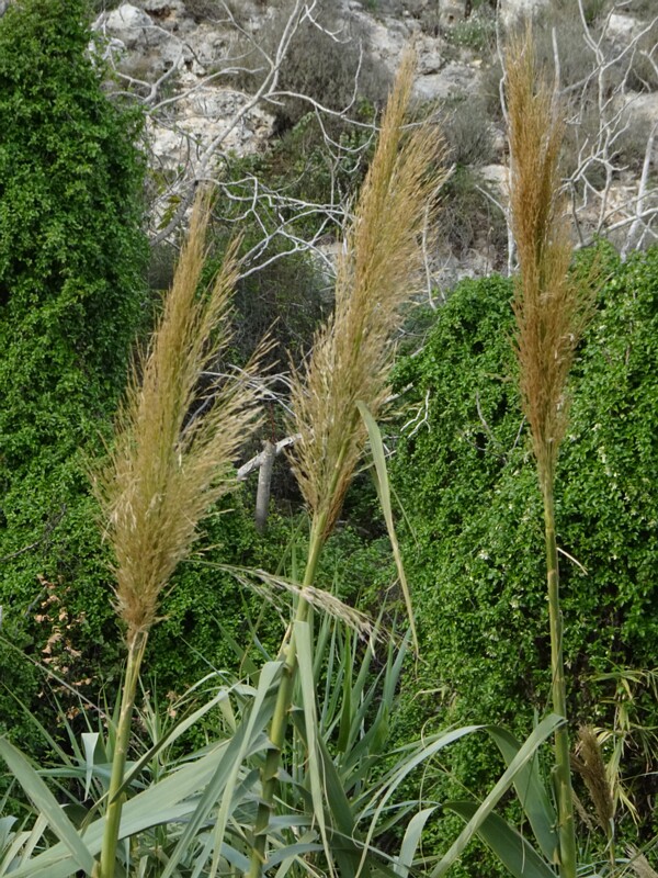 Арундо тростниковый - Arundo donax