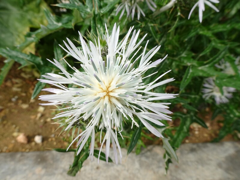 Галактитес войлочный - Galactites tomentosus