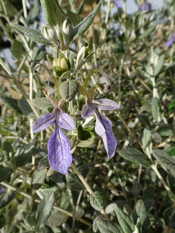 Дубровник кустарниковый - Teucrium fruticans