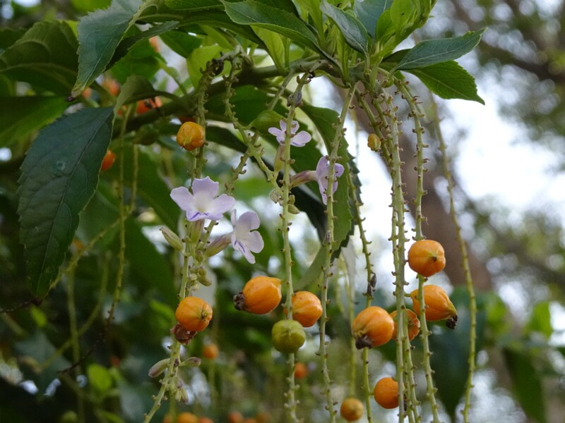 Дуранта прямостоячая - Duranta erecta