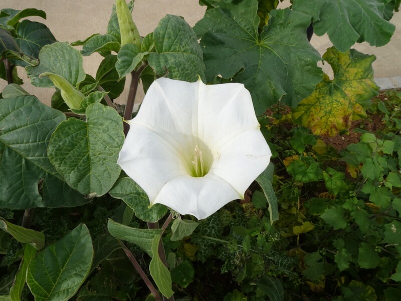 Дурман индейский - Datura innoxia