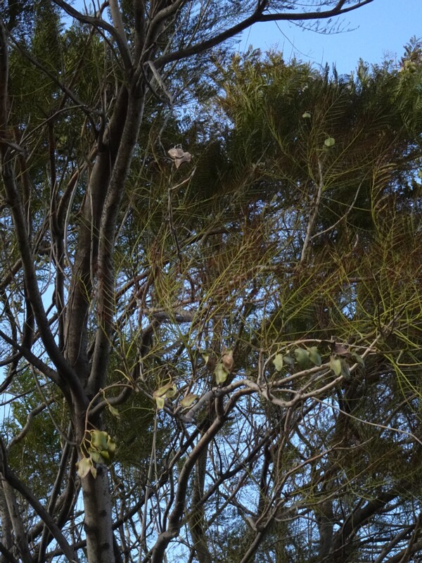 Жакаранда мимозолистная - Jacaranda mimosifolia