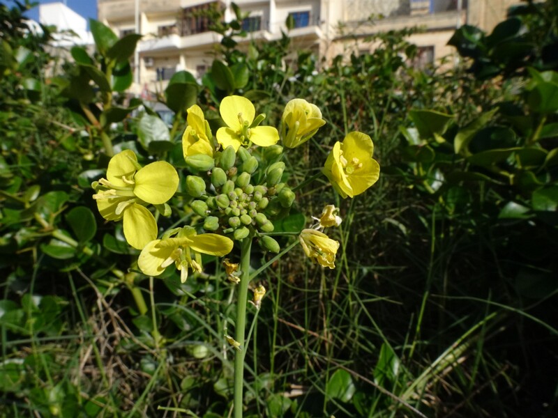 Капуста средиземноморская - Brassica fruticulosa