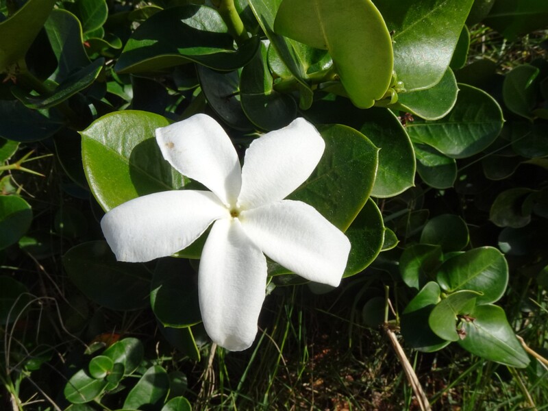 Карисса крупноцветковая - Carissa macrocarpa