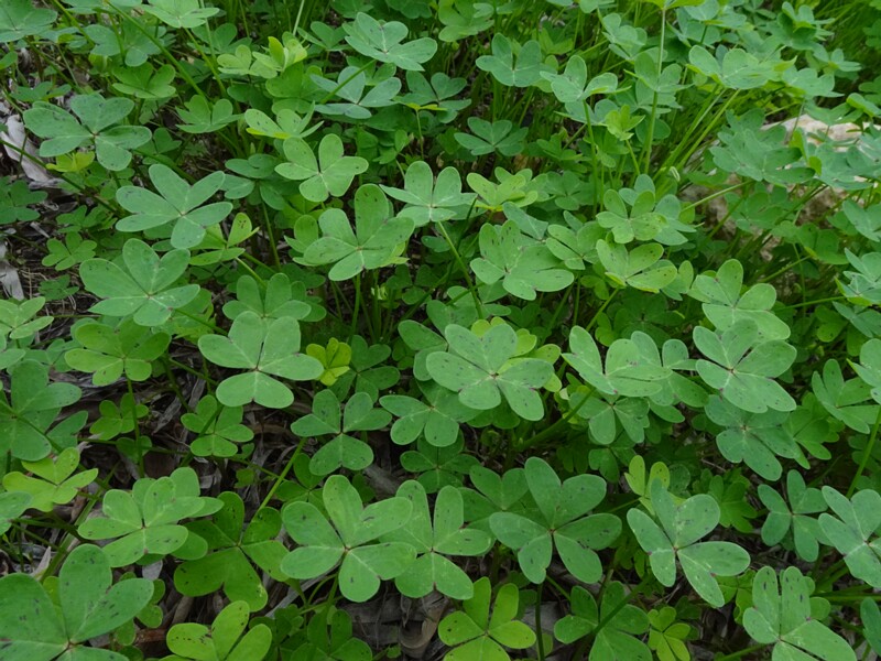 Кислица козья - Oxalis pes-caprae