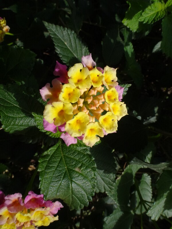 Лантана сводчатая - Lantana camara