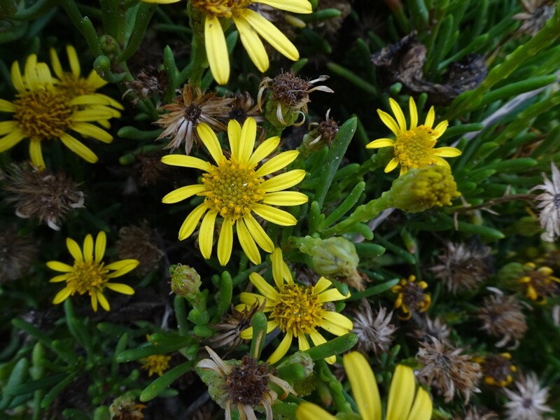 Лимбарда критмовидная - Limbarda crithmoides