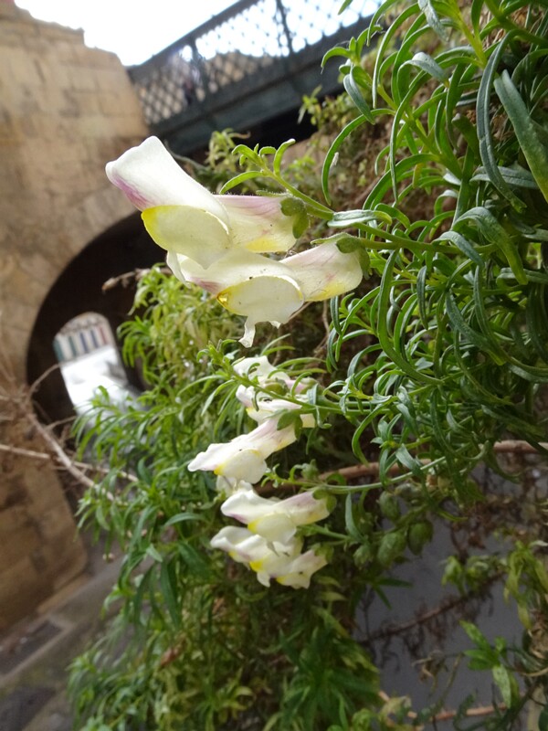 Львиный зев сицилийский - Antirrhinum siculum