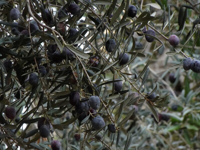 Маслина европейская - Olea europaea