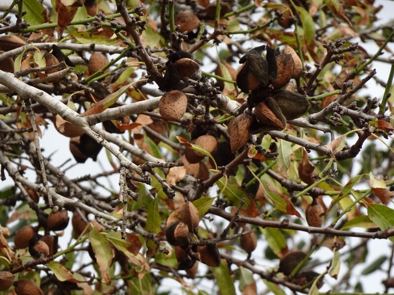 Миндаль обыкновенный - Prunus dulcis
