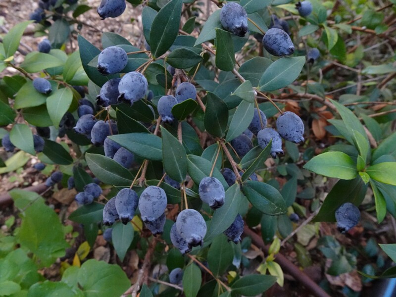 Мирт обыкновенный - Myrtus communis