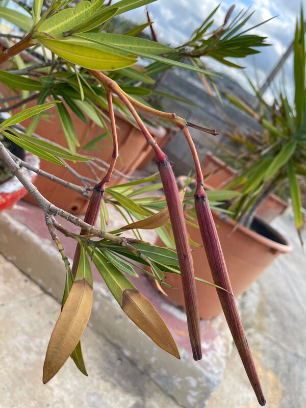 Олеандр обыкновенный - Nerium oleander