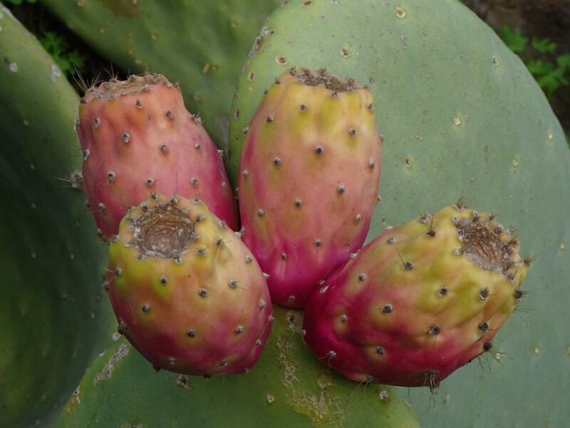 Опунция индийская - Opuntia ficus-indica