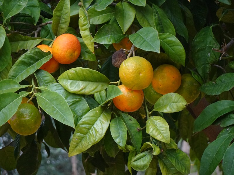 Померанец - Citrus x aurantium