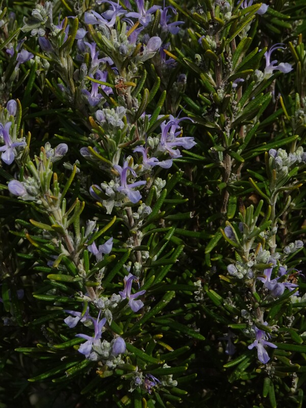 Розмарин лекарственный - Salvia rosmarinus