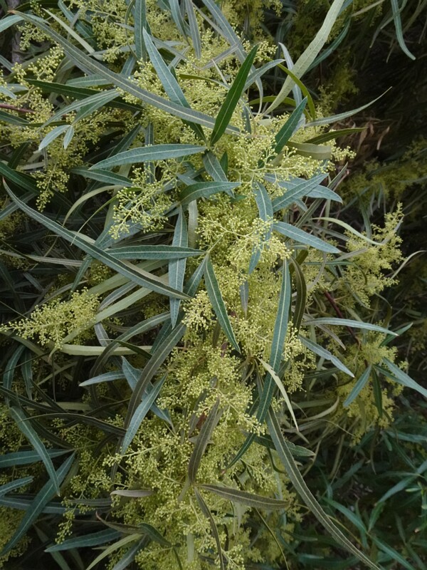 Сеарзия копьевидная - Searsia lancea