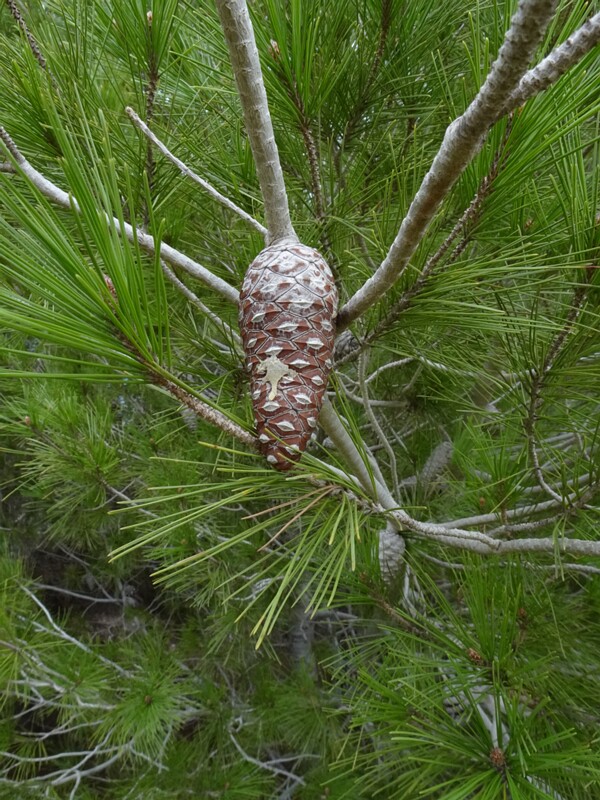 Сосна алеппская - Pinus halepensis