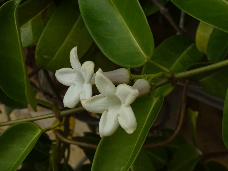 Стефанотис обильноцветущий - Stephanotis floribunda
