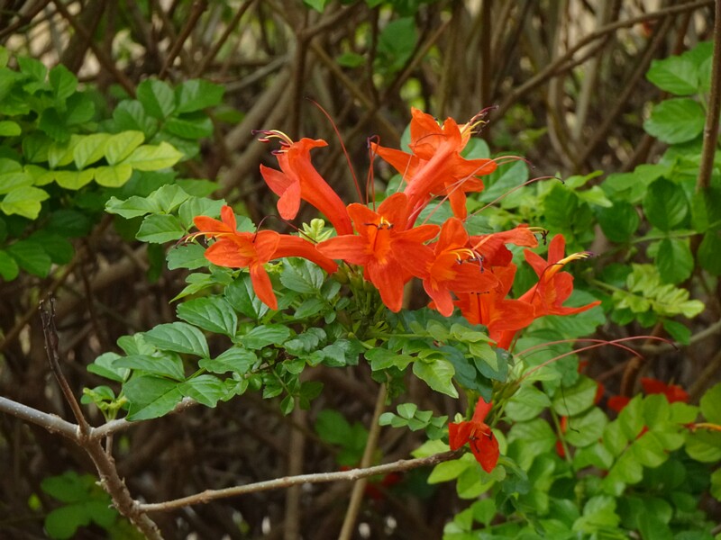Текомария капская - Tecomaria capensis
