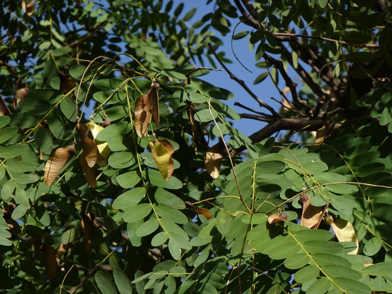 Типуана типу - Tipuana tipu