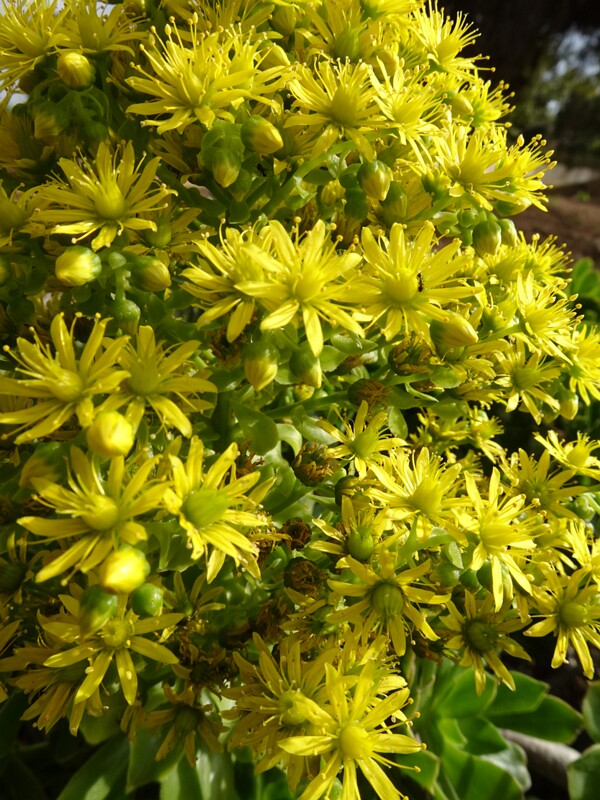 Эониум древовидный - Aeonium arboreum