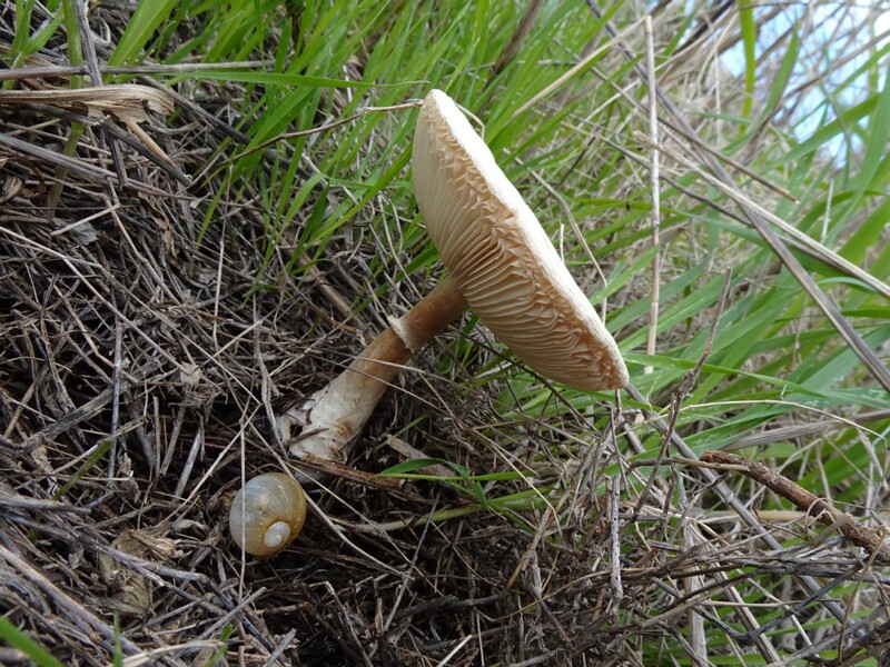 Белошампиньон румянящийся - Leucoagaricus leucothites