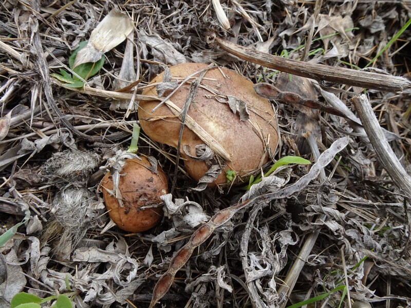 Маслёнок неокольцованный - Suillus collinitus